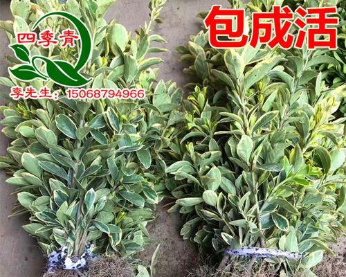 金边黄杨——华丽而珍贵的植物瑰宝（探寻金边黄杨的生态特征、栽培方法和药用价值）