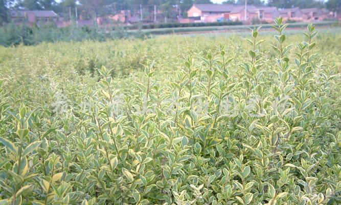 金边黄杨——华丽而珍贵的植物瑰宝（探寻金边黄杨的生态特征、栽培方法和药用价值）