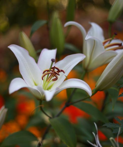 百合花的象征意义（探寻百合花在文化与艺术中的不凡地位）