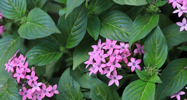 长寿之花——寓意与祝福（探寻长寿花的花语，传递祝福的力量）