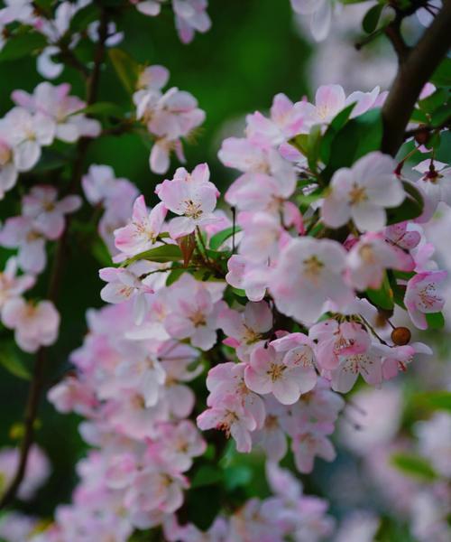 双色海棠的花语与意义（探寻双色海棠的隐藏花语）