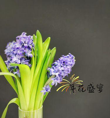 水培风信子的花语（用花语诠释生活的美好）