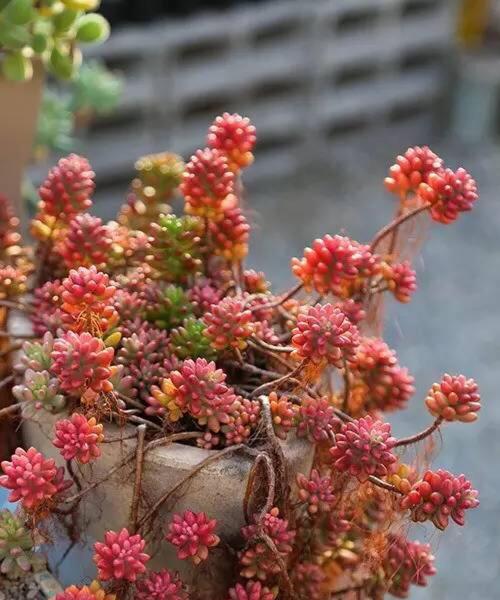 多肉植物养护全指南（打造美丽多肉花园，从这里开始！）