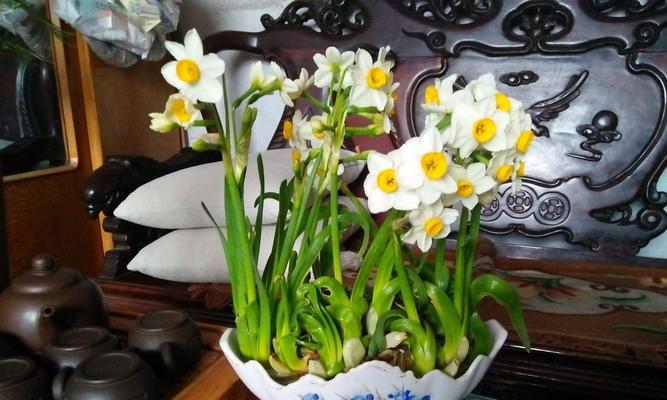 水仙花（揭示坚持、纯洁与希望的花海）