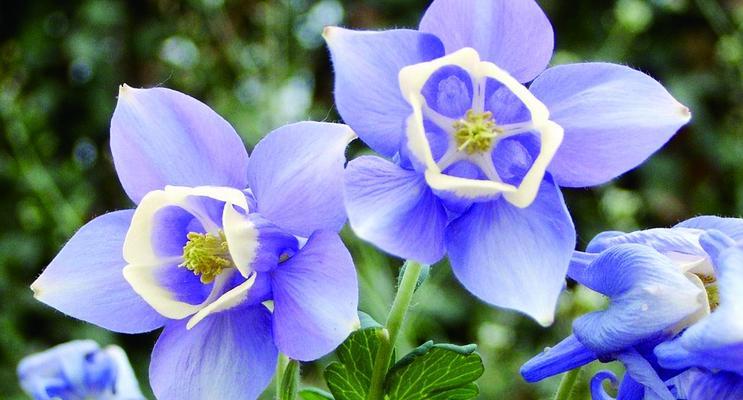 探秘宿根花卉植物的魅力（了解宿根花卉植物的分类、特点、栽培和养护）