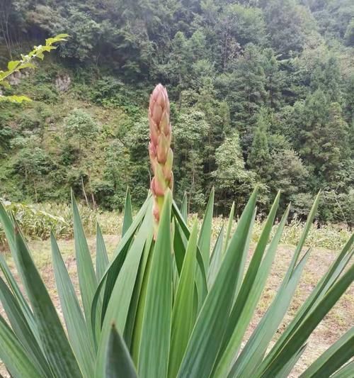 丝兰花（探寻丝兰花的花语和寓意，品味生命的美好）