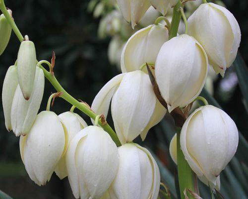 丝兰花（探寻丝兰花的花语和寓意，品味生命的美好）