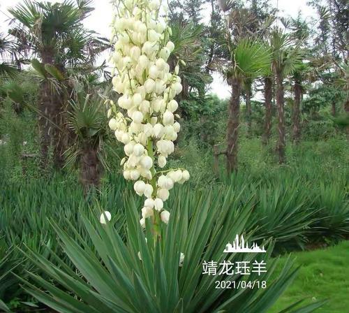 丝兰花（探寻丝兰花的花语和寓意，品味生命的美好）