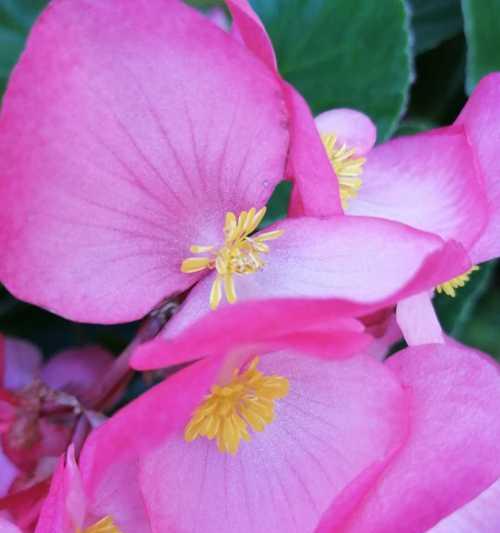 四季海棠花语的美丽与意义（传递生命与希望的花海，秋冬的花海，春夏的花海）