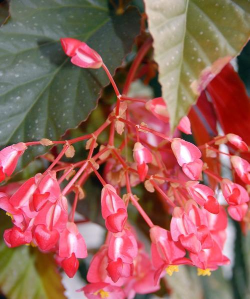 四季海棠花语的美丽与意义（传递生命与希望的花海，秋冬的花海，春夏的花海）