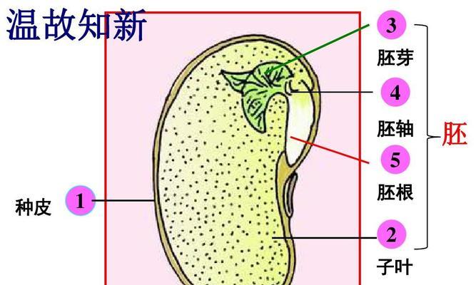 裸子植物与被子植物的区别（认识植物世界，分辨裸子和被子）