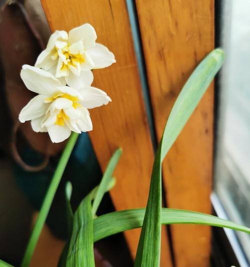 送水仙花的寓意（水仙花的象征意义及传统用途）