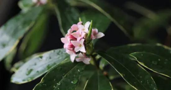 打造美丽花园，从金边瑞香开始（金边瑞香的养殖方法和注意事项，让您的花园更加迷人）