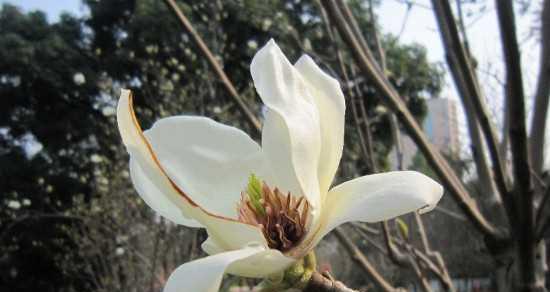 玉兰花养殖常见病虫害及防治方法（玉兰花的养殖要注意病虫害，养殖者必看！）