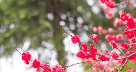 探秘桃花的叶子（桃花叶子的形态和特征）