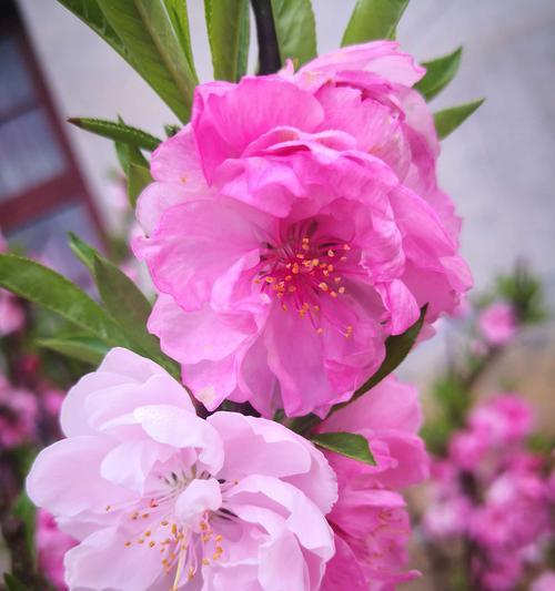 探秘桃花的叶子（桃花叶子的形态和特征）