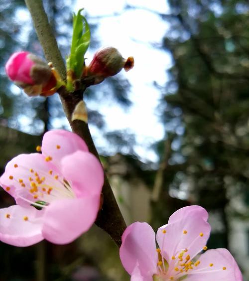 桃花花语与人生的启示（用桃花花语感悟人生的美好）