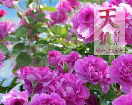 藤本月季花语（倚墙而生的花海，传递着爱与希望）