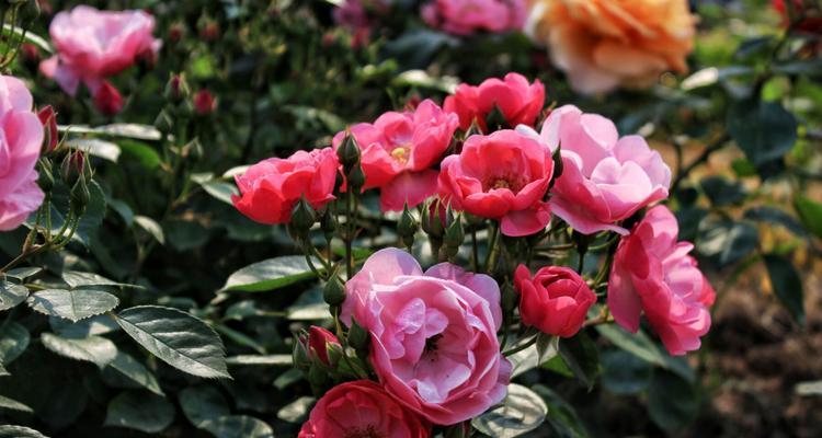 藤本月季花语（倚墙而生的花海，传递着爱与希望）