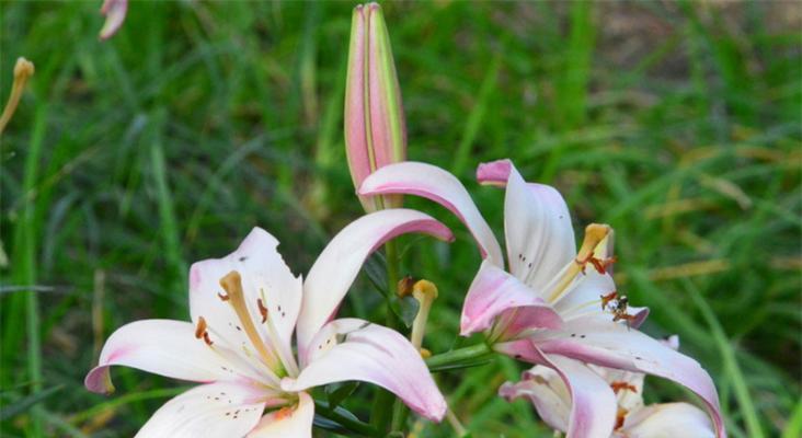 梯伯百合花语（用花语解读梯伯百合的美丽与意义）