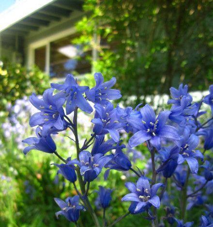 条纹蛇尾兰——繁荣与幸福（传递希望与美好的花语）