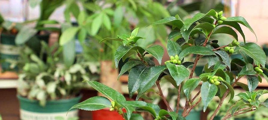 茶花上盆必备指南（注意这些细节，让茶花活得更好）