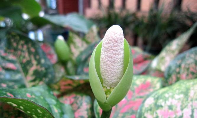 万年青开花（以万年青开花寄托希冀与坚持）