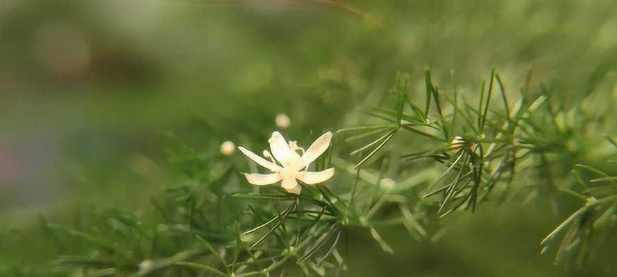 文竹开花（揭秘文竹开花的秘密，探索其象征的深层意义）