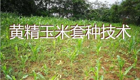 玉米种植技术要点剖析（掌握种植技巧丰收在望）