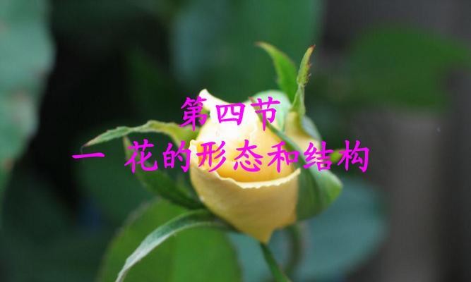 探秘花的结构之最重要的结构（解析花的结构及其重要性）