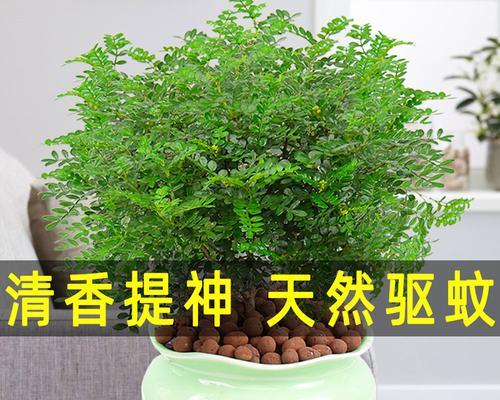 驱蚊草大揭秘（全面解析驱蚊草种类、使用方法、优缺点等信息）