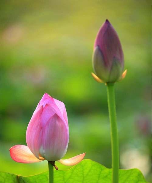 莲花的寓意与象征（探究古代文化中莲花的象征意义）