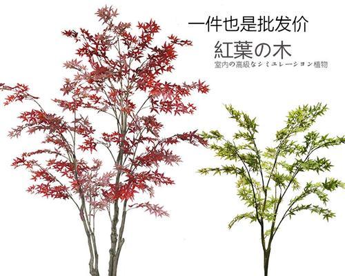 如何种植日本红枫树（从选地到管理，一步步教你种出漂亮的红枫树）