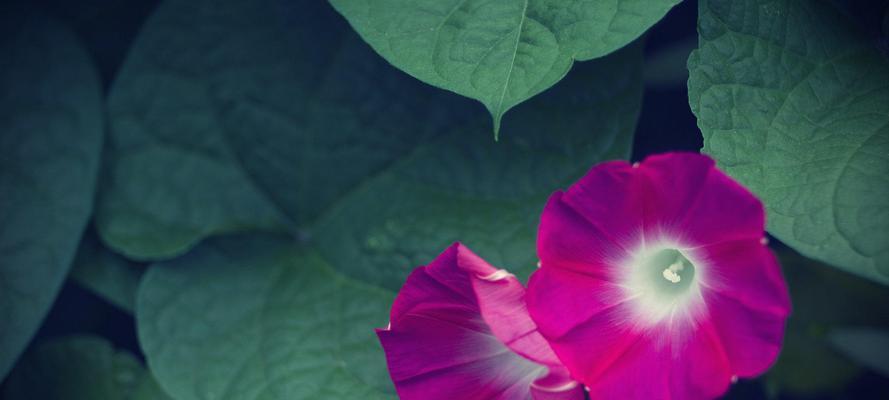 探秘牵牛花的美丽与神秘（从花语到栽培，一窥牵牛花的世界）