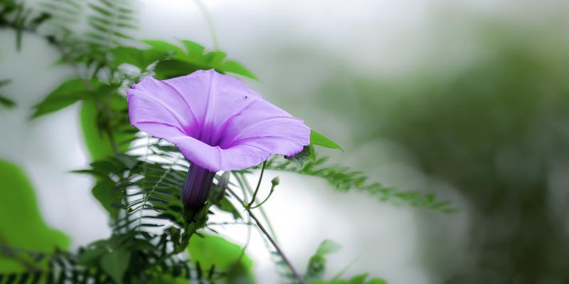 探秘牵牛花的美丽与神秘（从花语到栽培，一窥牵牛花的世界）