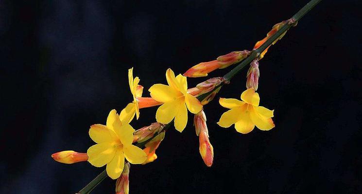 迎春花——春天里的瑰丽之美（一朵朵充满希望的花儿盛开在大地上）