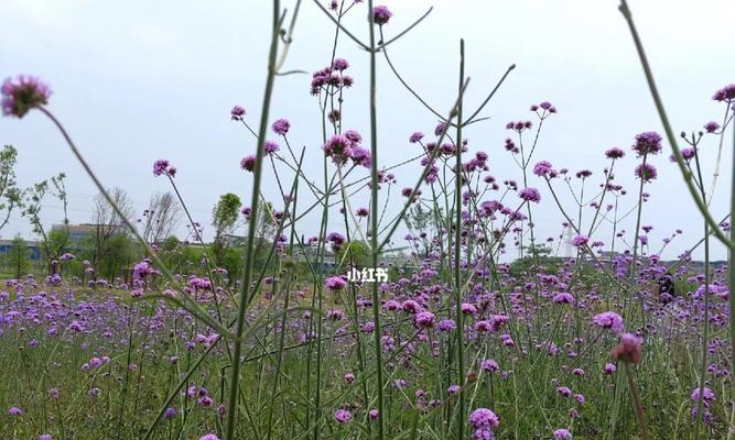 柳叶马鞭草花期多久？——探秘柳叶马鞭草的花期时间（了解柳叶马鞭草的花期，让你更懂它的魅力）