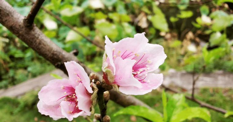 秋天桃树怎么会开花？（探究桃树违常开花的原因和机制）