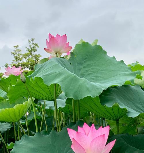 荷花不开花？莲藕是关键！（了解荷花生长习性，让莲藕成为解决之道）