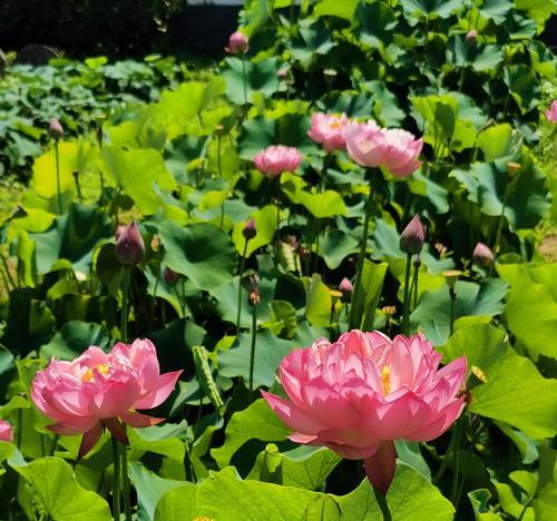 荷花不开花？莲藕是关键！（了解荷花生长习性，让莲藕成为解决之道）