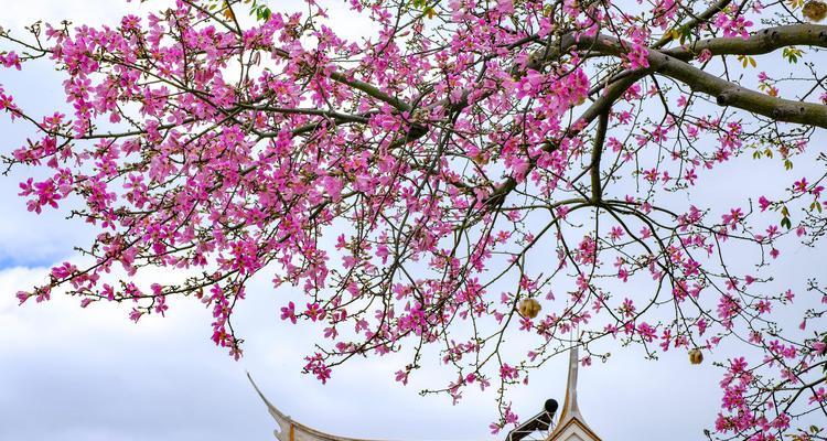 从一月到十二月，花海无限（从一月到十二月，花海无限）