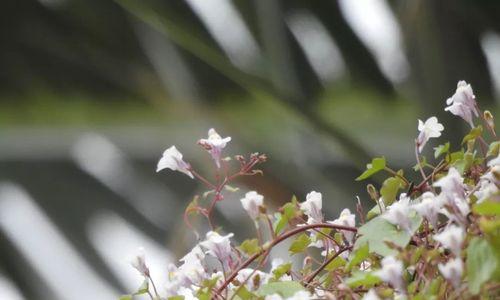 从零开始种柳穿鱼，让你轻松打造水上花园（详细了解柳穿鱼种植方法，掌握技巧，让你的水草池更美丽）