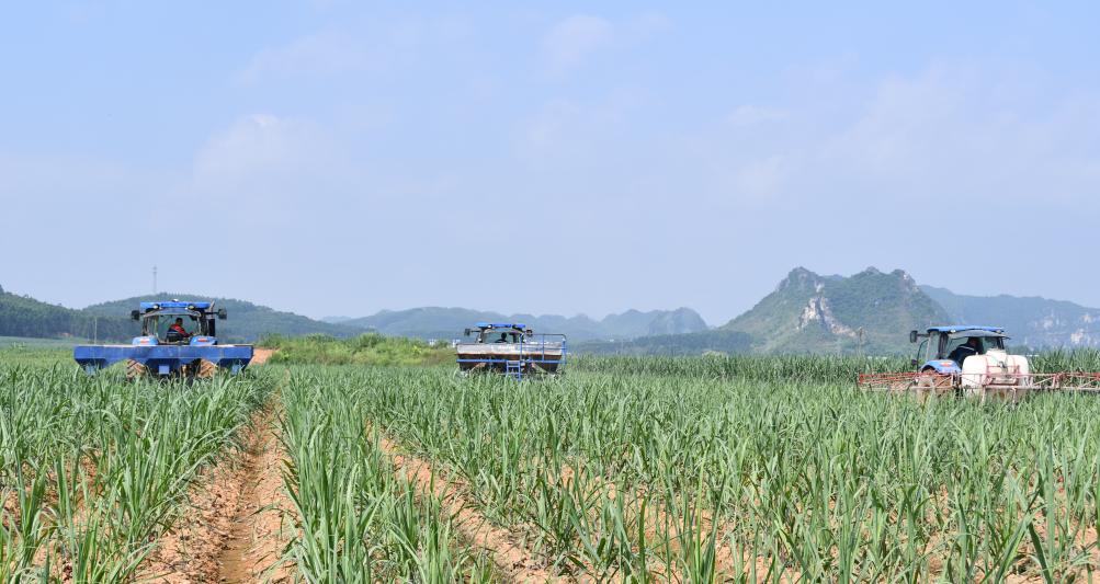 水果甘蔗种植技术的全面介绍（掌握甘蔗栽培技巧，让水果甘蔗种植不再难！）