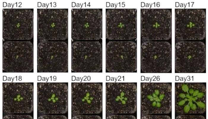 探寻神奇植物——拟南芥的奥秘（揭开拟南芥的生命密码，解读其在科学研究中的意义）