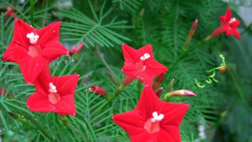 盛夏花海（探寻夏季代表花的美丽与多样性）