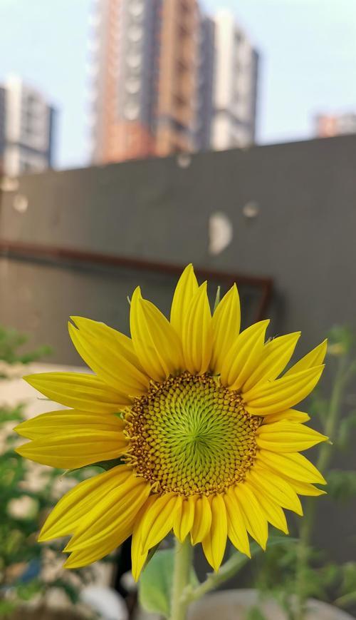 向日葵的开花时间（探究每天几点钟向日葵开花的秘密）