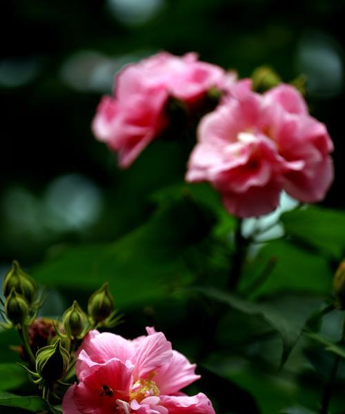 芙蓉花水生根移盆须知（水上开花离不开良好的根环境）