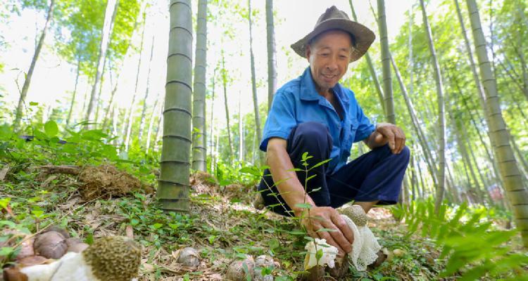 探秘竹笙的神奇魅力（一种特殊的竹类植物——竹笙）