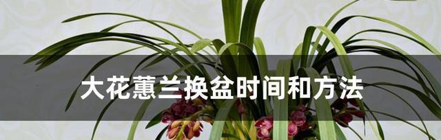 浇水细节决定大花蕙兰健康（正确浇水法，让大花蕙兰健康茁壮）