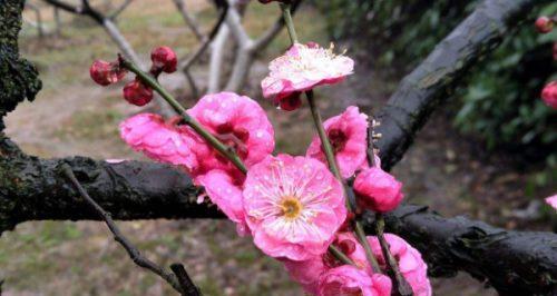 家里养梅花，不止是一种装饰